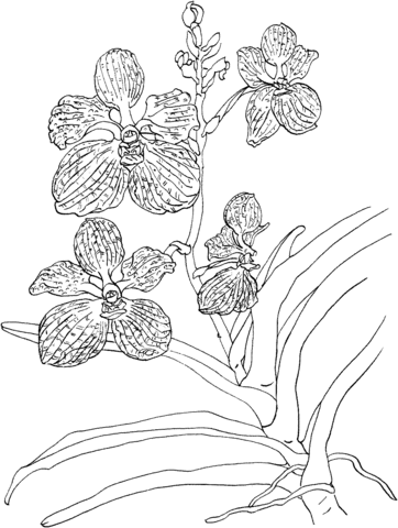 Vanda Coerulea Or Blue Vanda Orchid Coloring Page